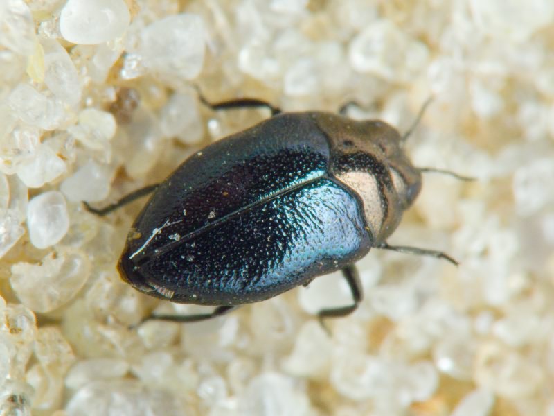 Trachys troglodytes troglodytes Gyllenhal in Schönherr, 1817